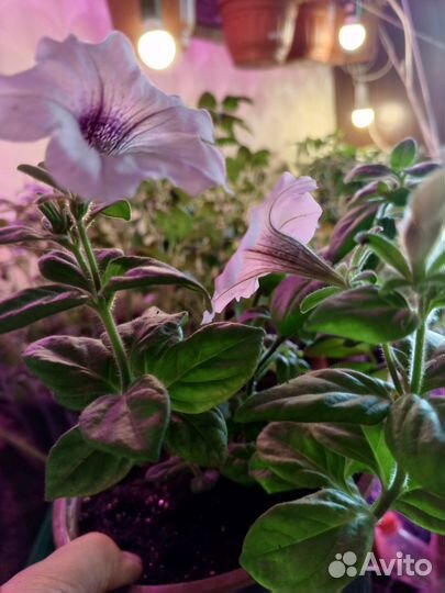 Петуния ампельная Тайдал Сильвер Вейн