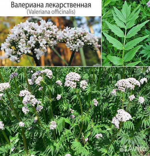 Валериана лекарственная