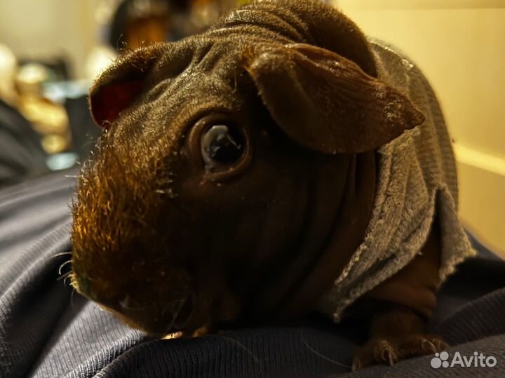 Морские свинки девочки