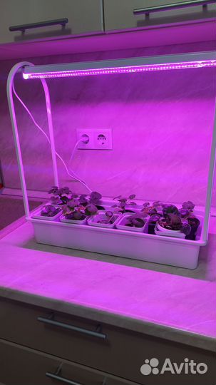 Фито лампа для растений