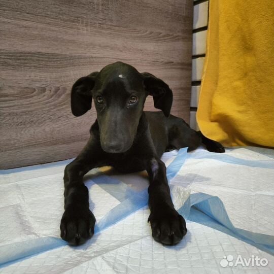 Собака в добрые руки отдам бесплатно