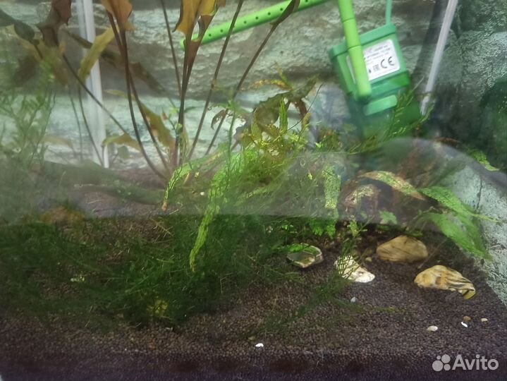 Аквариум куб