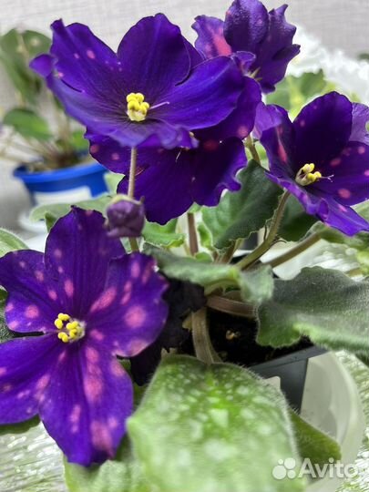 Фиалки сортовые,лист на срез