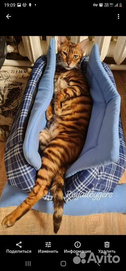 Котята тойгер