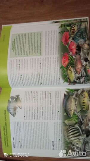 Книга Энциклопедия: Аквариумные рыбки