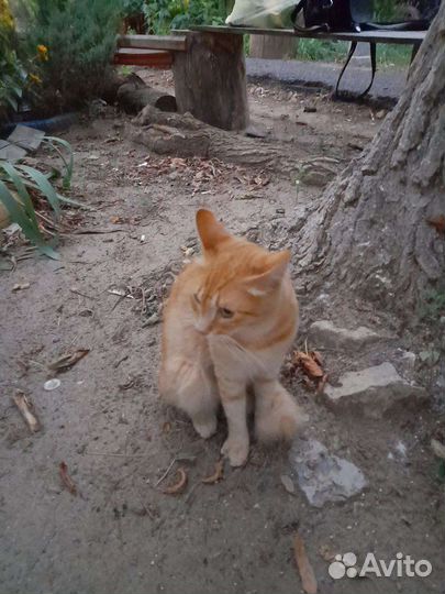 Кот рыжий в очень добрые ручки