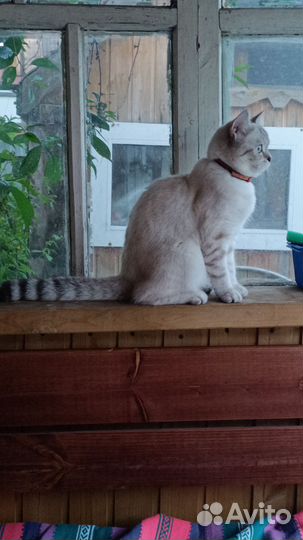Продаю кошечку