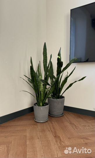 Сансевиерия