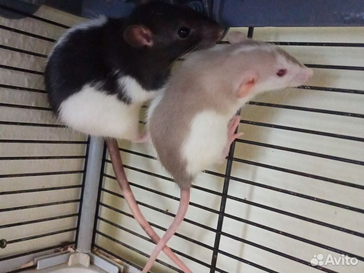Крысята, крысы сиамские, декоративные