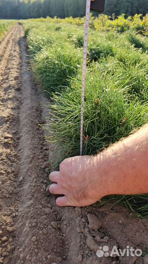 Саженцы сосны и ели окс от производителя