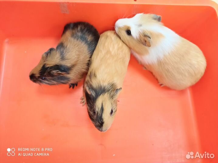 Морские свинки