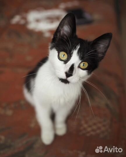 Котята 3 месяца