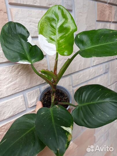 Филодендрон белая принцесса