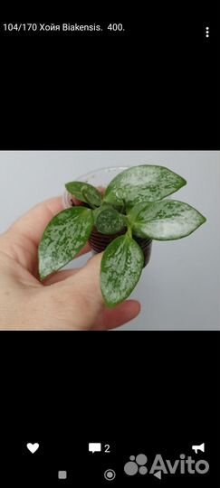 Разные растения