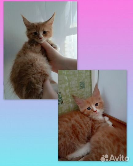Котята мейн-кун