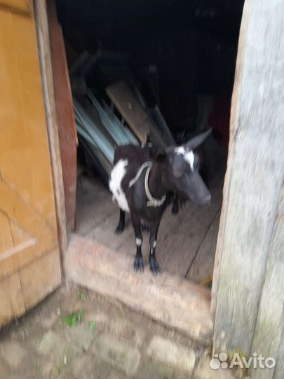 Козел, козы