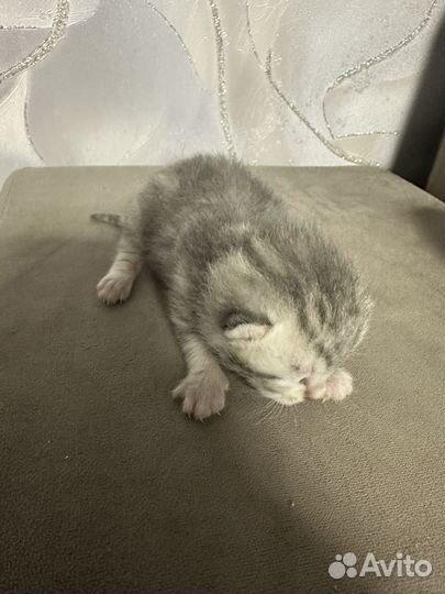 Британские котята вислоухие