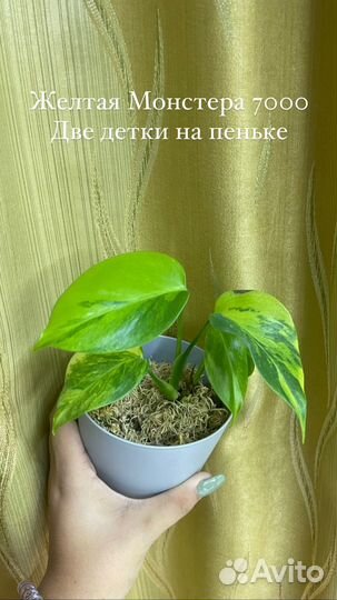 Филодендрон