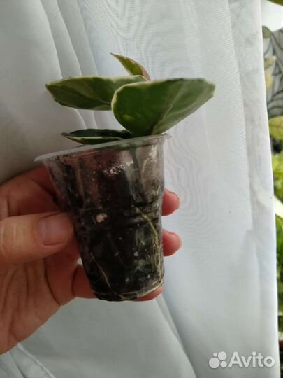 Хойя карноза Snow Ball