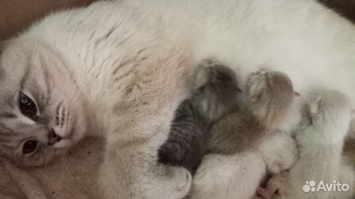 Котята серебристая шиншилла