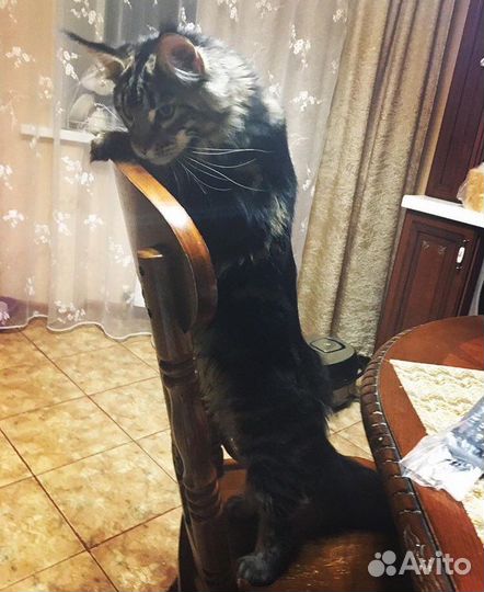 Вязка мейнкун