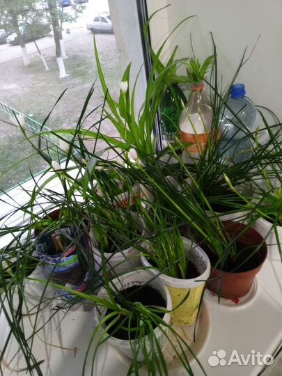 Зефирантес выскочка белая