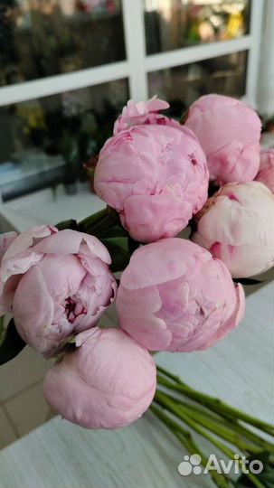 Букет пион розовый Сара Бернар