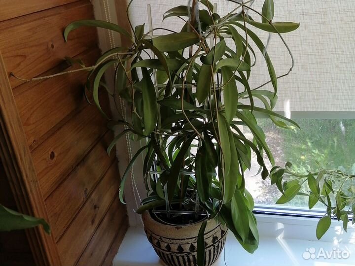 Хойя, юкка, кливия