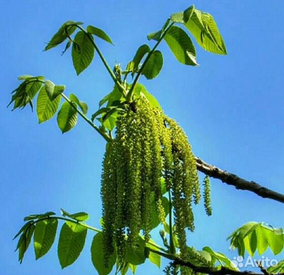 Саженцы Дуб, маньчжурский орех