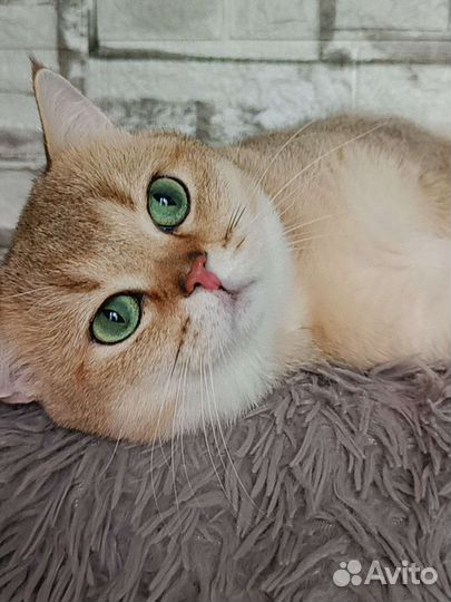 Британский производитель