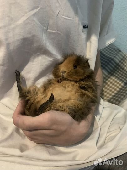 Морские свинки девочки