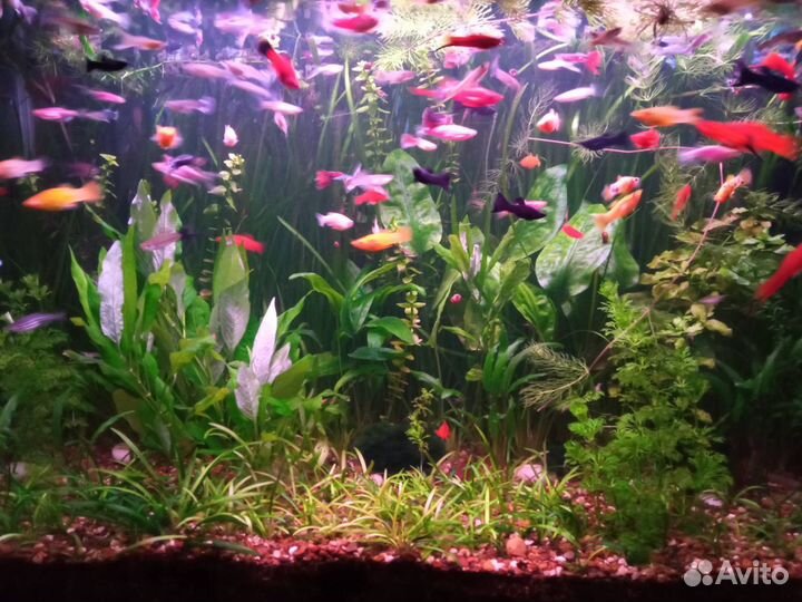 Аквариумные растения. Гуппи взрослые