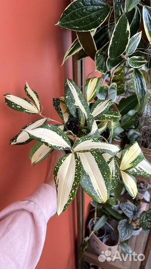 Драцена суркулоза милки вей