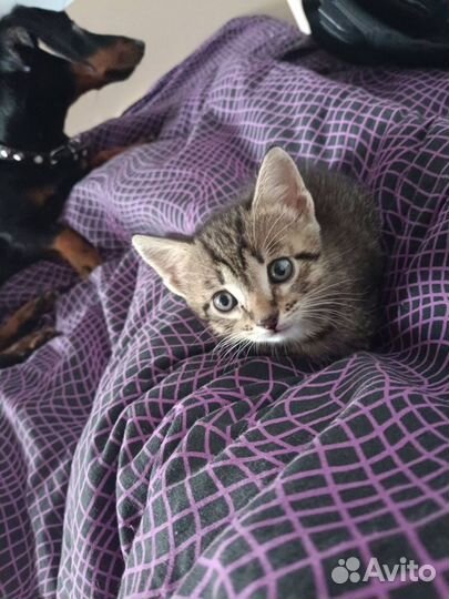 Подарю котенка