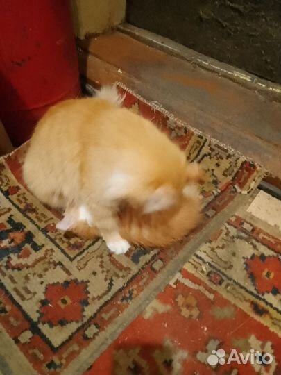 Котëнок