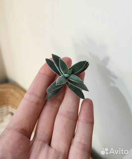 Алоэ, крассулы