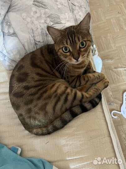 Бенгальская кошка 6 лет