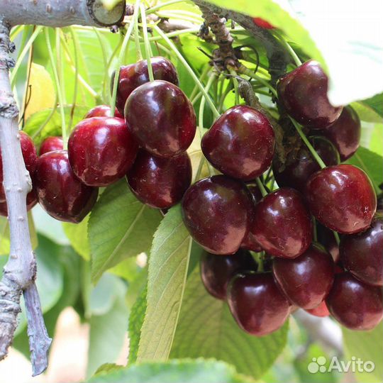 Саженцы Черешни Кордия
