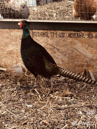 Фазан венгерский охотничий