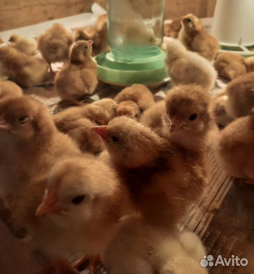 Цыплята цветной бройлер Рэд бро