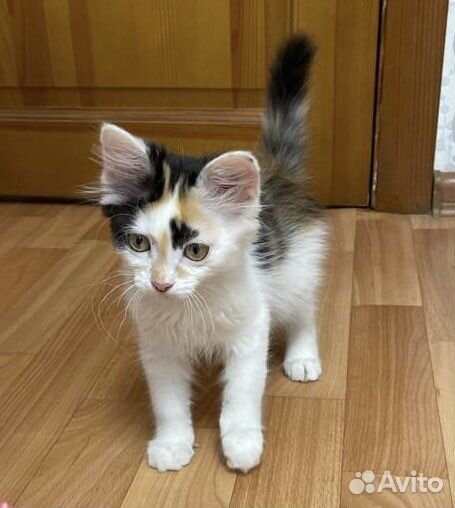 Счастье в дом