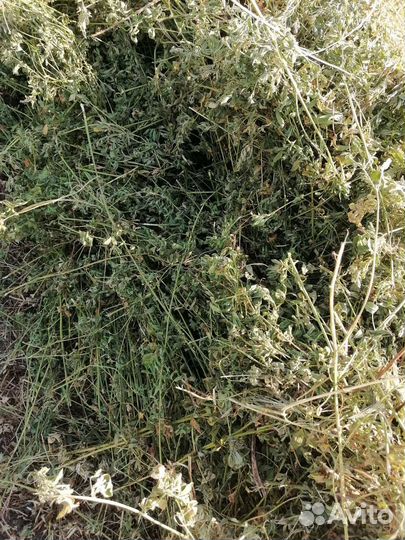 Сено люцерны, разнотравия, суданка