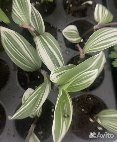 Традесканция