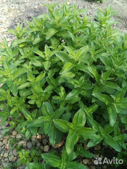 Мята свежая и сушеная