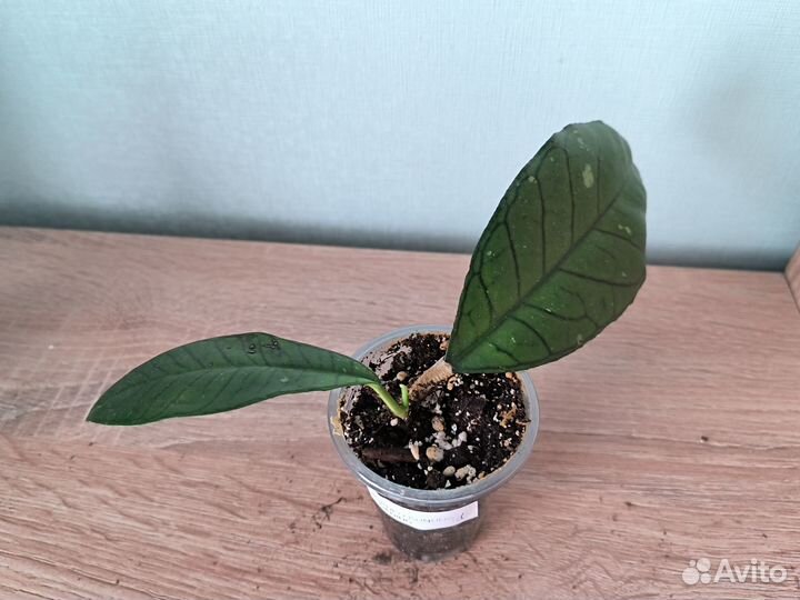 Хойи укорененные