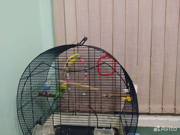 Волнистый попугай