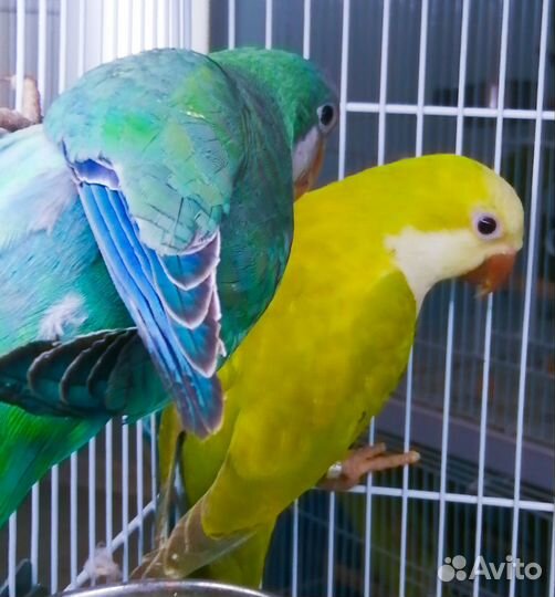 Попугай монах квакер ожерел(птенцы)