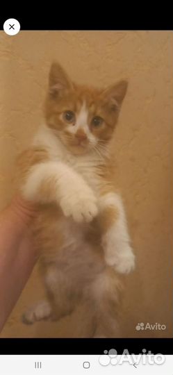 Кошка в дар мальчик