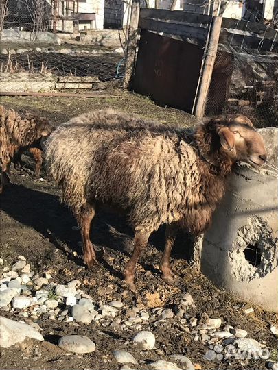 Овцы бараны