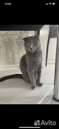 Британская кошка